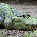 mossvendor100 avatar