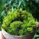 mossworksandcompany avatar