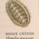 mossy-chitons avatar