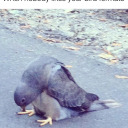 mossy-goblin-boy avatar