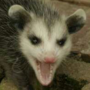 mossy-possum avatar