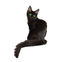 mossycats avatar