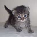 mossypaw avatar