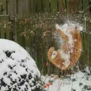 mostfabulouscarrotyoullevermeet avatar