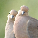 mosticonicbirdcallbracket avatar