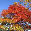 mostly-mortal avatar