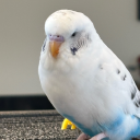 mostly-okay-budgie-boy avatar