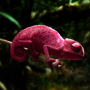 mostlychameleons-blog avatar