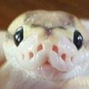 mostlyfurriesprobably avatar