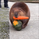 mostlymostlymaybe avatar