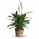 mostlyneutralhouseplantsfan avatar