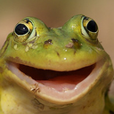 mostlypersian avatar