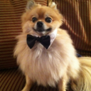 mostlypomeranians-blog avatar