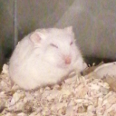 mosyosequininkecisi avatar