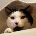 motes-of-dust avatar