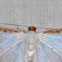 moth-appreciation avatar