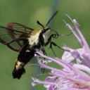 moth-identification avatar