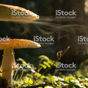 moth-man-stan avatar