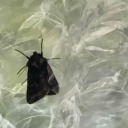 moth-on-bubblewrap avatar