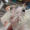 mothballsoupblr avatar