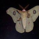 mothcreeps avatar