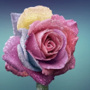 mother-of-blogs avatar