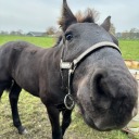 mother-of-friesians avatar