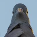 mother-of-pigeons avatar