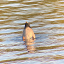 motherchukar avatar