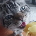 motherofralph avatar