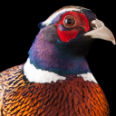 motherpheasantplucker42 avatar