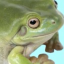 motherphoecker avatar