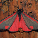 mothgalcinnabar avatar