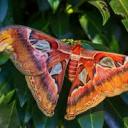 mothgirlfloof avatar