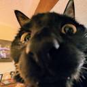 mothissleeping avatar