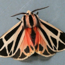 mothmagpie avatar