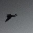 mothman---enthusiast avatar