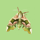 mothman-jamie avatar