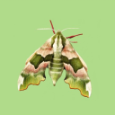 mothman-ollie avatar