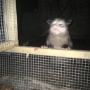 mothmanhimself avatar