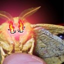 mothmantitablesomnoms avatar