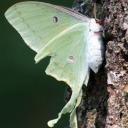moths-in-hats avatar