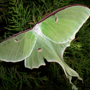 mothsarefluffy avatar