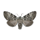 mothstalgia avatar