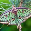 motivatedmoth avatar