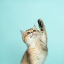 motorizedblanketwithfeathers avatar