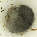 motylekany777 avatar