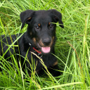 moulin-girault avatar