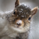 mountain-heart avatar