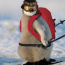 mountain-penguin avatar